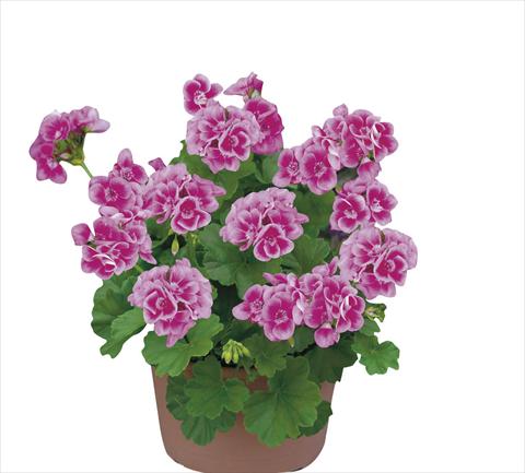 Photos von Blumenvarianten benutzt als: Topf Pelargonium zonale pac® Flower Fairy Rose®