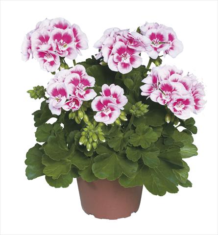Photos von Blumenvarianten benutzt als: Topf Pelargonium zonale pac® Flower Fairy White Splash®