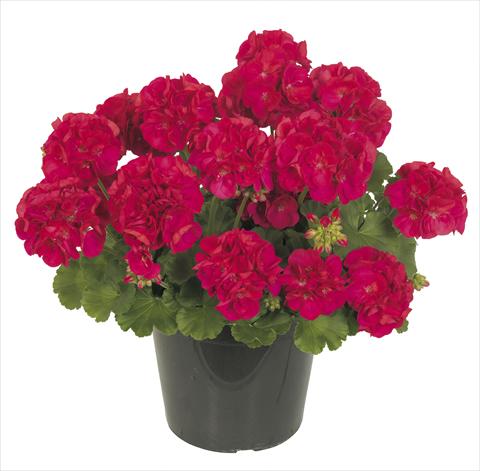 Photos von Blumenvarianten benutzt als: Topf, Terrasse, Ampel. Pelargonium peltatum RE-AL® Inedito 76969®