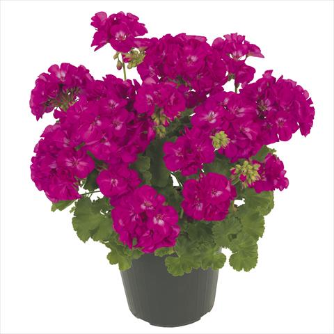 Photos von Blumenvarianten benutzt als: Topf, Terrasse, Ampel. Pelargonium peltatum RE-AL® Maia®