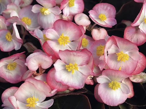 Photos von Blumenvarianten benutzt als: Beet- / Rabattenpflanze Begonia semperflorens Bada Boom Rose Bicolor