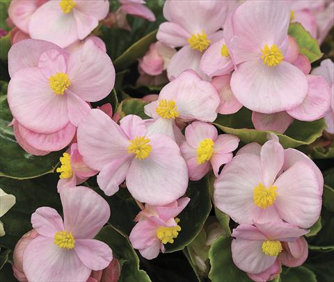 Photos von Blumenvarianten benutzt als: Beet- / Rabattenpflanze Begonia semperflorens Bada Bing Soft Pink