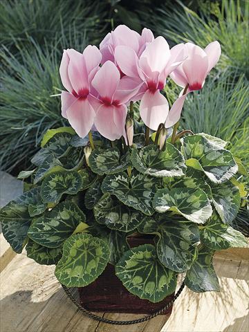Photos von Blumenvarianten benutzt als: Terrasse, Topf Cyclamen persicum Sierra Synchro Light Pink with Eye