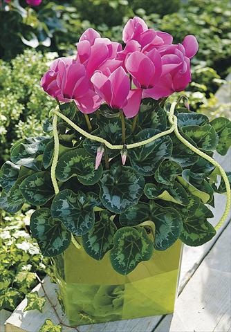 Photos von Blumenvarianten benutzt als: Terrasse, Topf Cyclamen persicum Sierra Synchro Rose