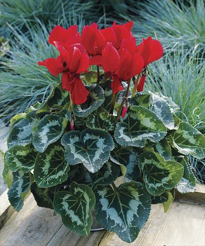 Photos von Blumenvarianten benutzt als: Terrasse, Topf Cyclamen persicum Sierra Synchro Scarlet