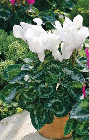 Photos von Blumenvarianten benutzt als: Terrasse, Topf Cyclamen persicum Sierra Synchro White
