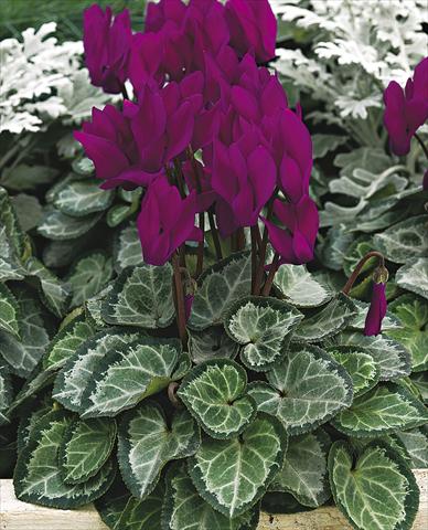 Photos von Blumenvarianten benutzt als: Topf, Beet, Terrasse Cyclamen persicum Silverheart Purple