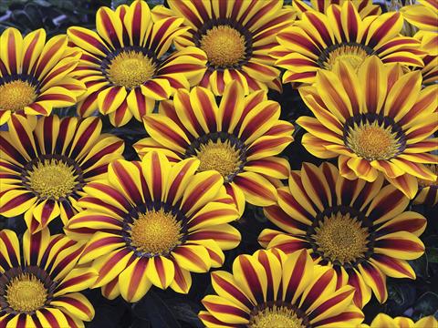Photos von Blumenvarianten benutzt als: Beet- / Rabattenpflanze Gazania splendens Big Kiss Yellow Flame