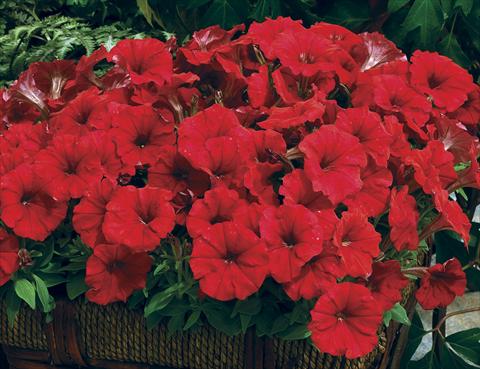 Photos von Blumenvarianten benutzt als: Beet- / Rabattenpflanze Petunia milliflora Picobella Red
