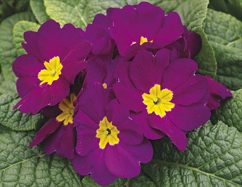 Photos von Blumenvarianten benutzt als: Beet- / Rabattenpflanze Primula acaulis, veris, vulgaris Orion Violet