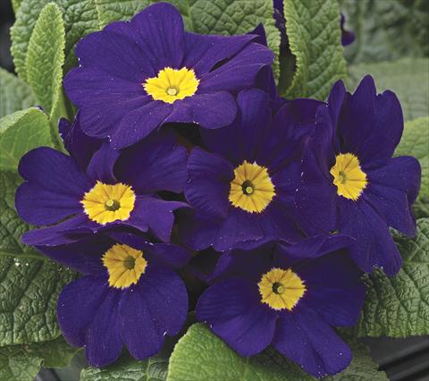 Photos von Blumenvarianten benutzt als: Beet- / Rabattenpflanze Primula acaulis, veris, vulgaris Primera Blue
