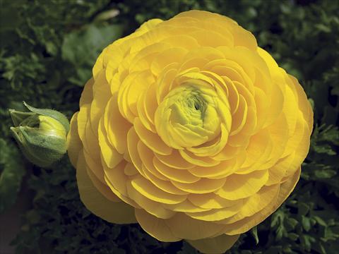 Photos von Blumenvarianten benutzt als: Terrasse, Beet Ranunculus asiaticus Magic Yellow