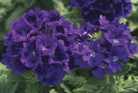 Photos von Blumenvarianten benutzt als: Beet, Topf oder Ampel Verbena Tuscany Blue