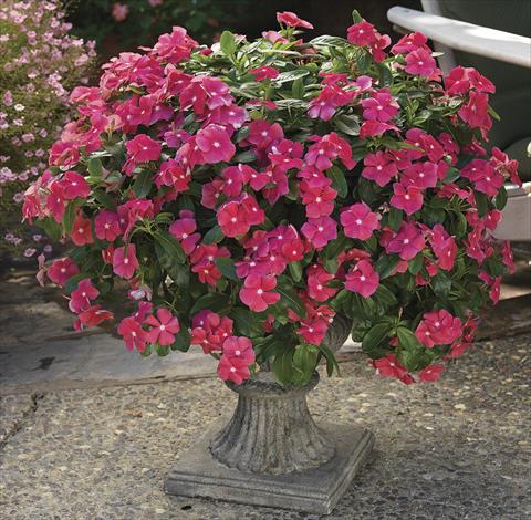 Photos von Blumenvarianten benutzt als: Beet, Terrasse, Ampel Catharanthus roseus - Vinca Cora Cascade Cherry