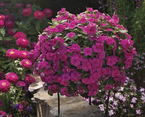 Photos von Blumenvarianten benutzt als: Beet, Terrasse, Ampel Catharanthus roseus - Vinca Cora Cascade Magenta