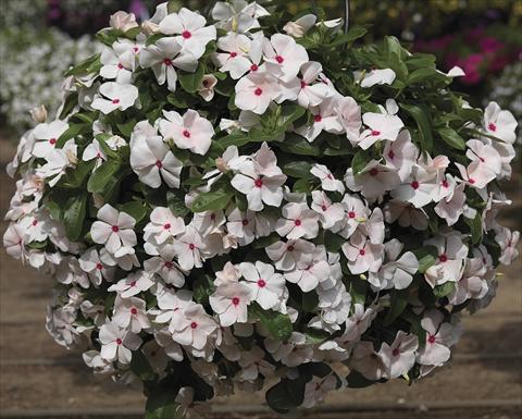 Photos von Blumenvarianten benutzt als: Beet, Terrasse, Ampel Catharanthus roseus - Vinca Cora Cascade PeachBlush