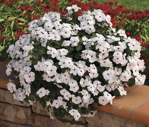 Photos von Blumenvarianten benutzt als: Beet, Terrasse, Ampel Catharanthus roseus - Vinca Cora Cascade WhitePolkaDot