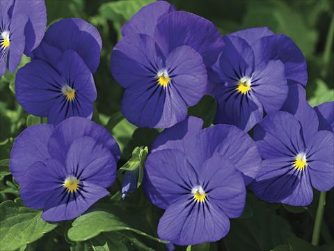 Photos von Blumenvarianten benutzt als: Beet- / Rabattenpflanze Viola cornuta Penny Blue