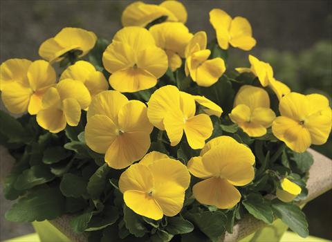 Photos von Blumenvarianten benutzt als: Beet- / Rabattenpflanze Viola cornuta Penny Clear Yellow