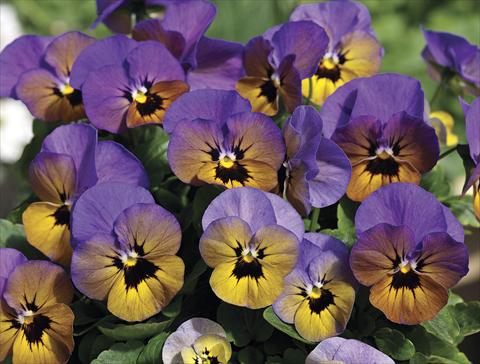 Photos von Blumenvarianten benutzt als: Beet- / Rabattenpflanze Viola cornuta Penny Marlies