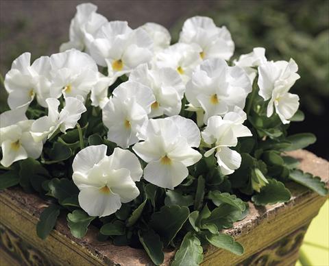 Photos von Blumenvarianten benutzt als: Beet- / Rabattenpflanze Viola cornuta Penny White