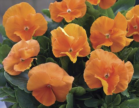 Photos von Blumenvarianten benutzt als: Beet- / Rabattenpflanze Viola wittrockiana Karma Deep Orange