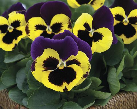 Photos von Blumenvarianten benutzt als: Beet- / Rabattenpflanze Viola wittrockiana Karma Purple Wing