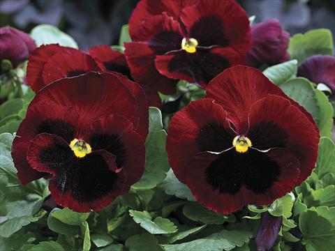 Photos von Blumenvarianten benutzt als: Beet- / Rabattenpflanze Viola wittrockiana Mammoth Big Red