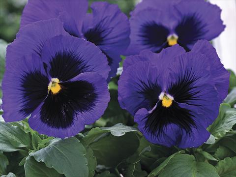 Photos von Blumenvarianten benutzt als: Beet- / Rabattenpflanze Viola wittrockiana Mammoth Blue-Ti-Full