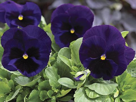 Photos von Blumenvarianten benutzt als: Beet- / Rabattenpflanze Viola wittrockiana Mammoth Deep Blue Dazzle
