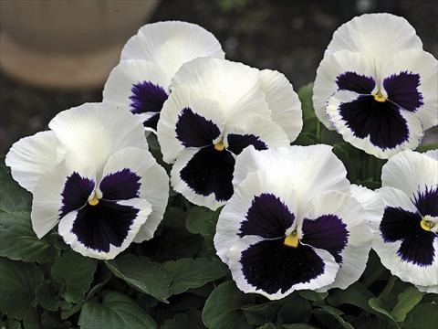 Photos von Blumenvarianten benutzt als: Beet- / Rabattenpflanze Viola wittrockiana Mammoth Glamarama White