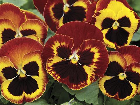 Photos von Blumenvarianten benutzt als: Beet- / Rabattenpflanze Viola wittrockiana Mammoth On Fire