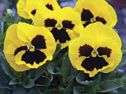 Photos von Blumenvarianten benutzt als: Beet- / Rabattenpflanze Viola wittrockiana Mammoth Queen Yellow Bee