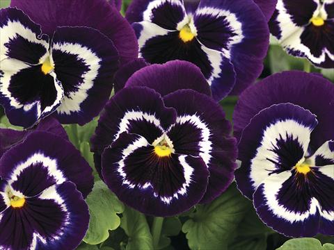 Photos von Blumenvarianten benutzt als: Beet- / Rabattenpflanze Viola wittrockiana Mammoth Viva La Violet