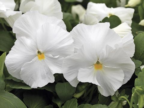Photos von Blumenvarianten benutzt als: Beet- / Rabattenpflanze Viola wittrockiana Mammoth White Hot
