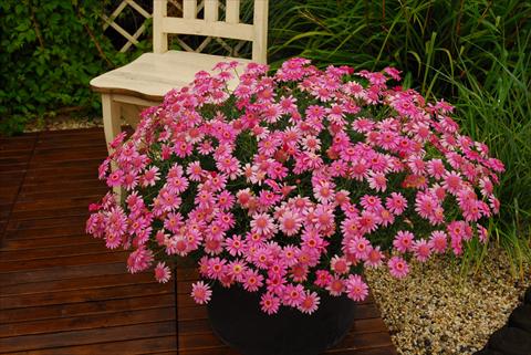 Photos von Blumenvarianten benutzt als: Topf und Beet Argyranthemum frutescens Rosalie Pink