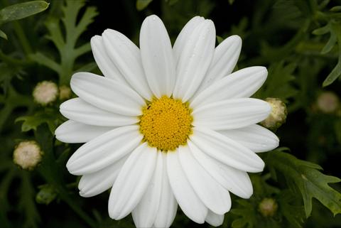 Photos von Blumenvarianten benutzt als: Beet- / Rabattenpflanze Argyranthemum frutescens White Butterfly