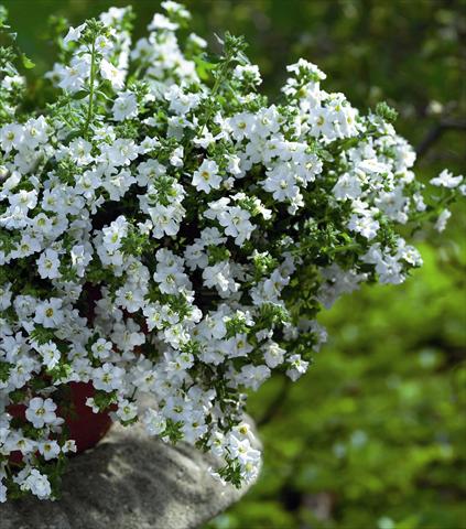 Photos von Blumenvarianten benutzt als: Beet, Topf oder Ampel Bacopa (Sutera cordata) Copa Double White