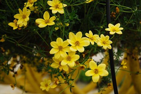 Photos von Blumenvarianten benutzt als: Topf, Beet, Terrasse, Ampel Bidens ferulifolia Summerlovers Top Sun