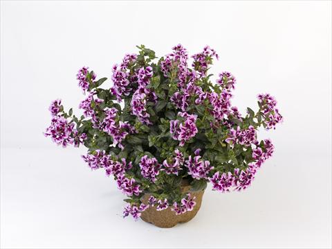 Photos von Blumenvarianten benutzt als: Topf Cuphea ilavea Vienco Lavender