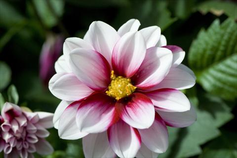 Photos von Blumenvarianten benutzt als: Topf und Beet Dahlia Starlias Bicolor