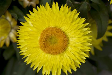 Photos von Blumenvarianten benutzt als: Topf und Beet Helichrysum (Bracteantha) Xagros Yellow Sun