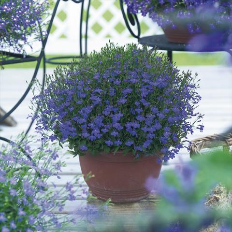 Photos von Blumenvarianten benutzt als: Topf, Beet, Terrasse, Ampel Lobelia richardii Dark Blue Angel