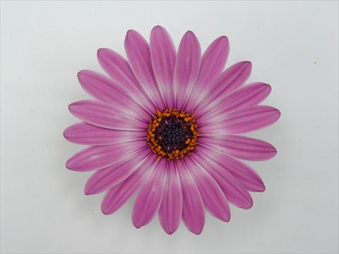 Photos von Blumenvarianten benutzt als: Topf und Beet Osteospermum Impassion Grande Pink Blush