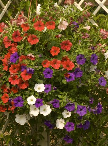 Photos von Blumenvarianten benutzt als: Topf, Beet, Terrasse, Ampel Petunia Sunpleasure Mix