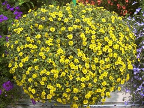 Photos von Blumenvarianten benutzt als: Topf, Beet, Terrasse Sanvitalia Summerlovers Improved Yellow Sun