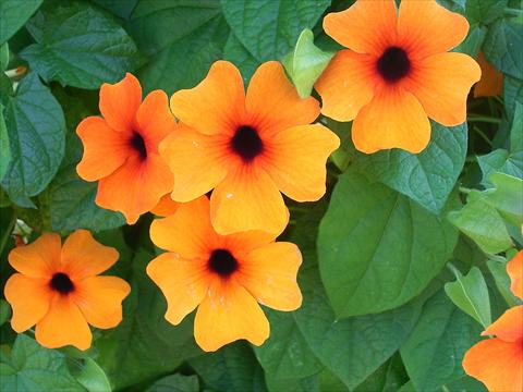 Photos von Blumenvarianten benutzt als: Topf und Beet Thumbergia Sunny Susy Rot-Orange
