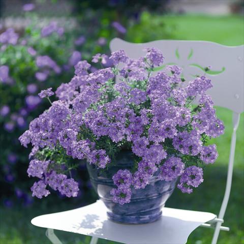 Photos von Blumenvarianten benutzt als: Topf, Terrasse, Ampel. Verbena Summerdreams Patio Lavender