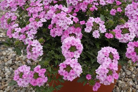 Photos von Blumenvarianten benutzt als: Beet, Topf oder Ampel Verbena Velox Pink
