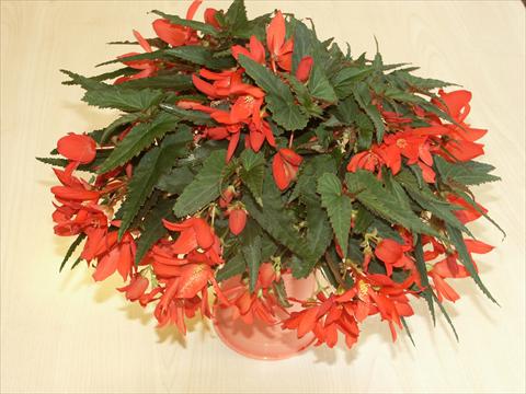 Photos von Blumenvarianten benutzt als: Topf, Beet, Terrasse, Ampel Begonia hybrida Sparkler Scarlet